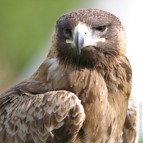 Documentaire Les aigles du Léman